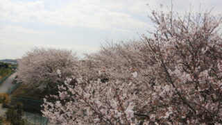 🌸🌸桜まつりのお知らせ🌸🌸(令和8年3月29日・令和8年4月05日)