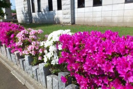 色とりどりのツツジ