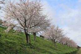 桜並木